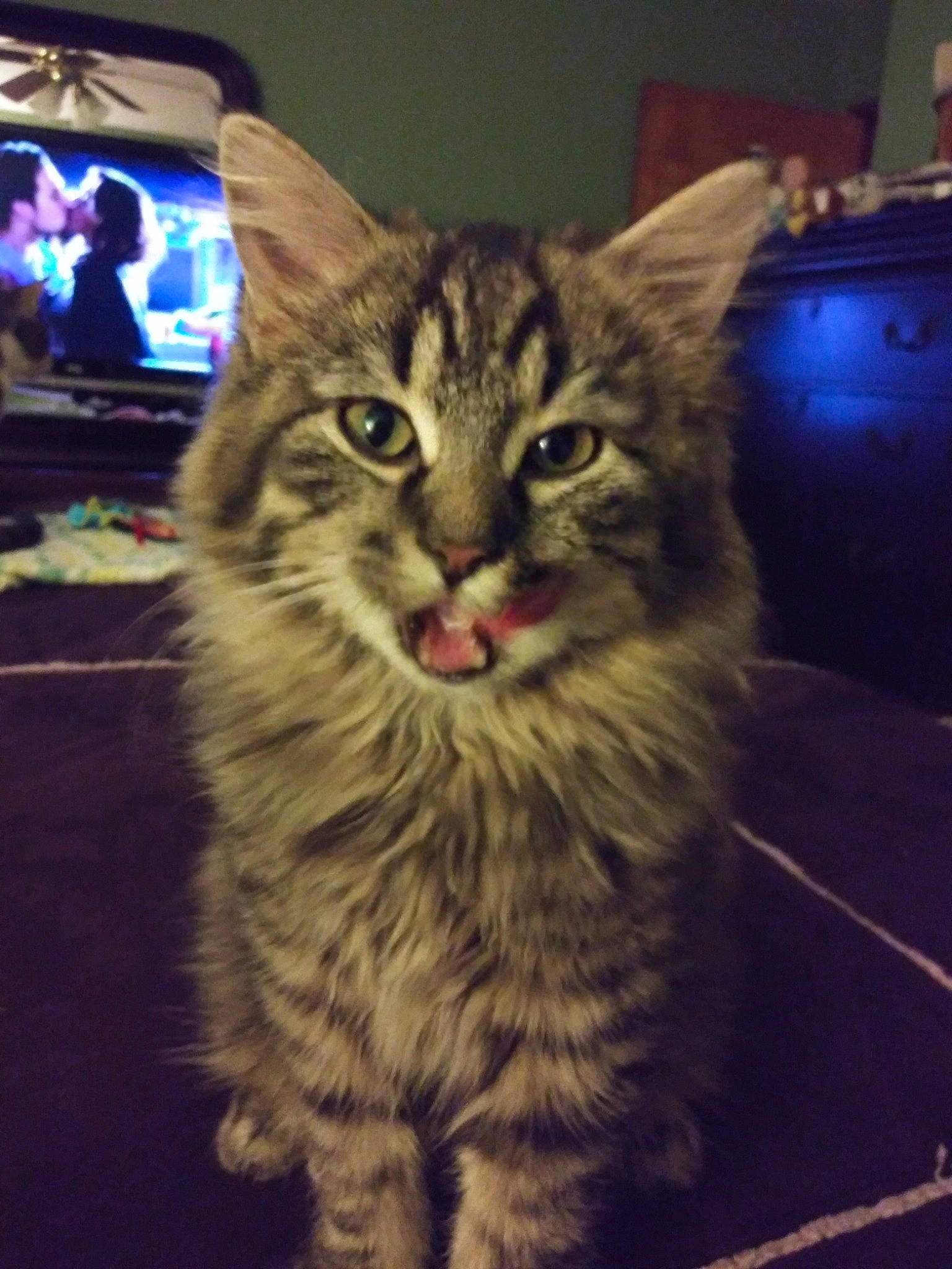 Nala is registered to the contest to win money with this photo: carnivore, cat, domestic_long_haired_cat, dragon_li, european_shorthair, eye, felidae, fur, kitten, maine_coon, mammal, norwegian_forest_cat, pixie_bob, siberian, small_to_medium_sized_cats, snapshot, tabby_cat, vertebrate, whiskers, wild_cat