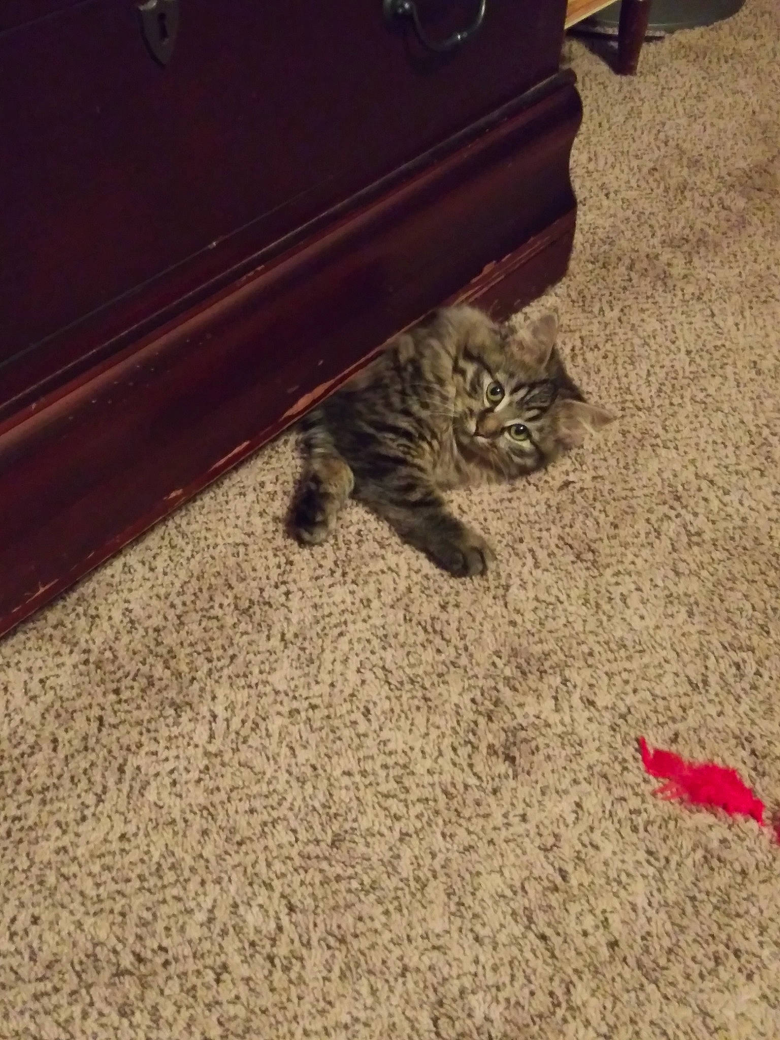 Nala is registered to the contest to win money with this photo: bengal, carnivore, carpet, cat, felidae, floor, flooring, kitten, paw, shoe, small_to_medium_sized_cats, tail