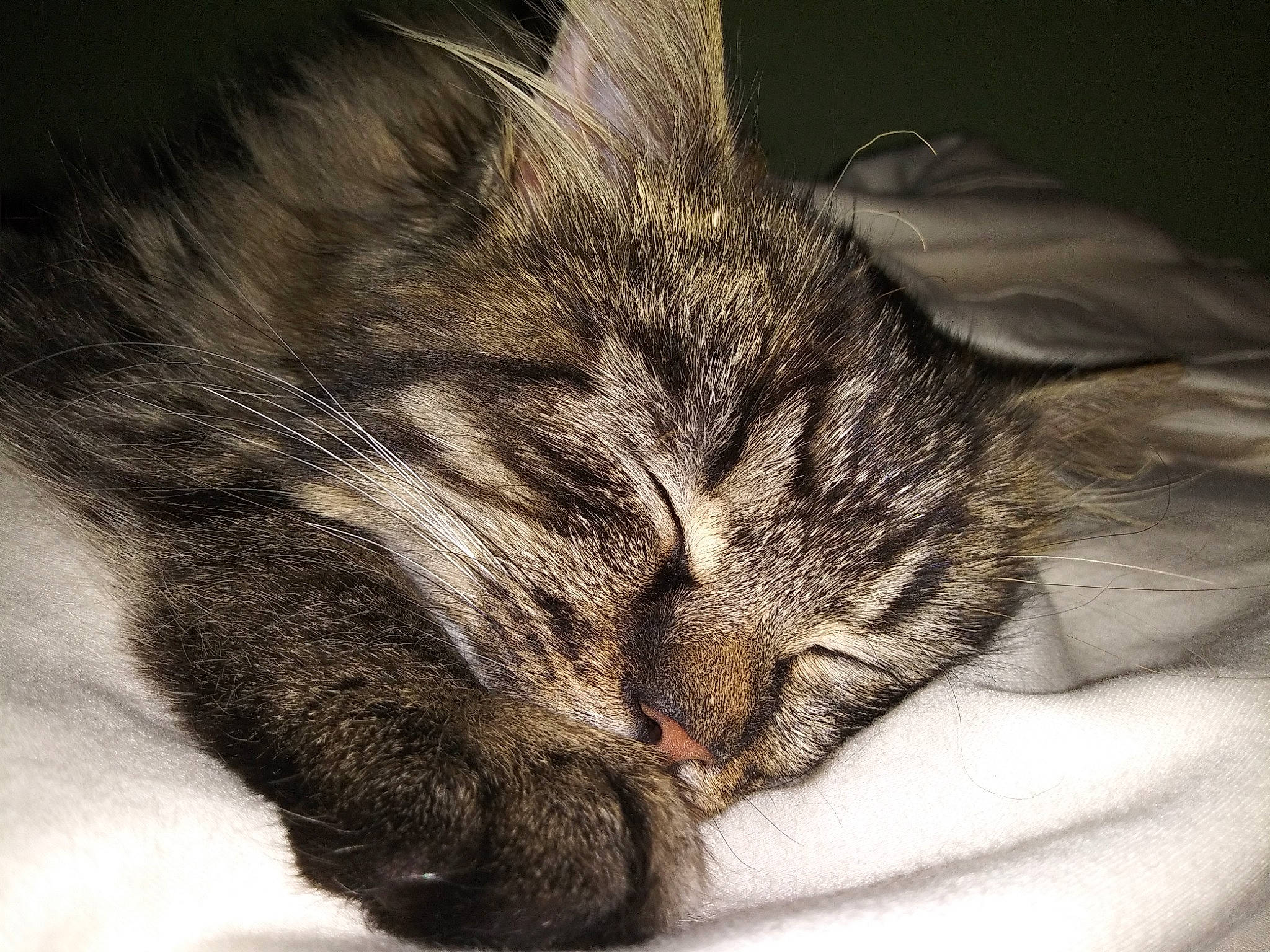 Nala joined the competition — help win amazing prizes! asian, carnivore, cat, ear, european_shorthair, eye, felidae, fur, kitten, mammal, nap, norwegian_forest_cat, nose, paw, sky, sleep, small_to_medium_sized_cats, snout, tabby_cat, whiskers