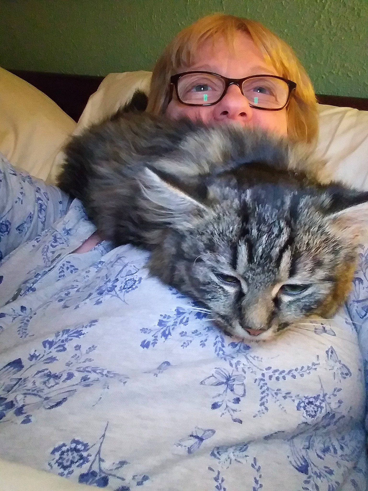 Nala is registered to the contest to win money with this photo: american_curl, american_shorthair, asian, carnivore, cat, domestic_long_haired_cat, domestic_short_haired_cat, dragon_li, european_shorthair, felidae, fur, glasses, kitten, maine_coon, norwegian_forest_cat, pixie_bob, siberian, small_to_medium_sized_cats, tabby_cat, whiskers