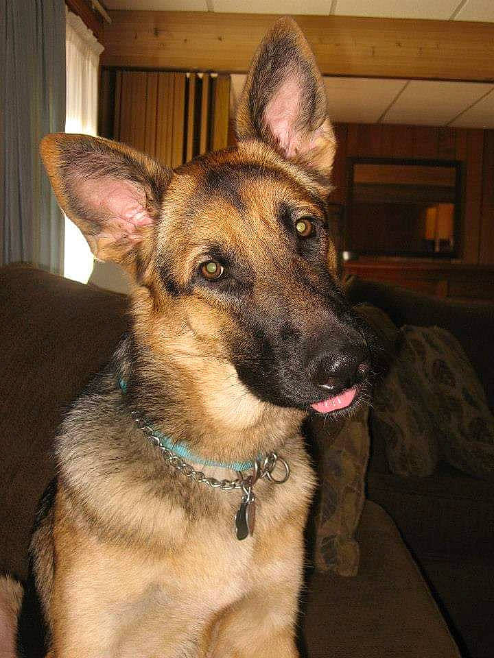 Heidi joined the competition — help win amazing prizes! belgian_shepherd_malinois, canidae, carnivore, dog, dog_breed, ear, east_european_shepherd, fawn, german_shepherd_dog, king_shepherd, kunming_wolfdog, mammal, norwegian_elkhound, old_german_shepherd_dog, rare_breed_dog, shiloh_shepherd_dog, snout, vertebrate, working_dog