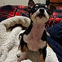 Scrunchie joined the competition — help win amazing prizes! dog, puppy, blanket, bed, furniture, indoor, cozy, small_dog, cute, pet, fur, ears, nose, eyes, comfort, relaxation, resting, animal, domestic_animal, canine