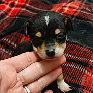 Scrunchie is registered to the contest to win money with this photo: puppy, dog, hand, ring, blanket, plaid, red, black, tan, small, cute, pet, animal, fur, young, indoor, cozy, resting, adorable, closeup