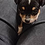 Scrunchie joined the competition — help win amazing prizes! puppy, dog, small_dog, black_dog, white_mark, pet, cute, legs, pants, indoor, home, cozy, laundry_basket, plaid, fabric, closeup, animal, young, curious, sitting