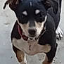 dog, puppy, black, white, brown, standing, tail, concrete_floor, pet, canine, paw, collar, outdoor, blurred, small_dog, animal, mammal, fur, ears, cute