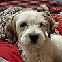 puppy, dog, pet, indoor, blanket, bed, furniture, person, lap, cozy, cute, animal, fur, white, brown, portrait, face, paw, resting, home