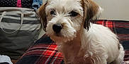 Tilly joined the competition — help win amazing prizes! puppy, dog, pet, indoor, blanket, plaid, tattoo, sock, leg, bed, furniture, painting, bag, cozy, cute, fur, animal, companion, resting, home