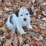 puppy, dog, animal, pet, outdoor, leaves, autumn, nature, cute, small, fur, white, brown, young, sitting, playful, background, tree_root, leaf_litter, daylight