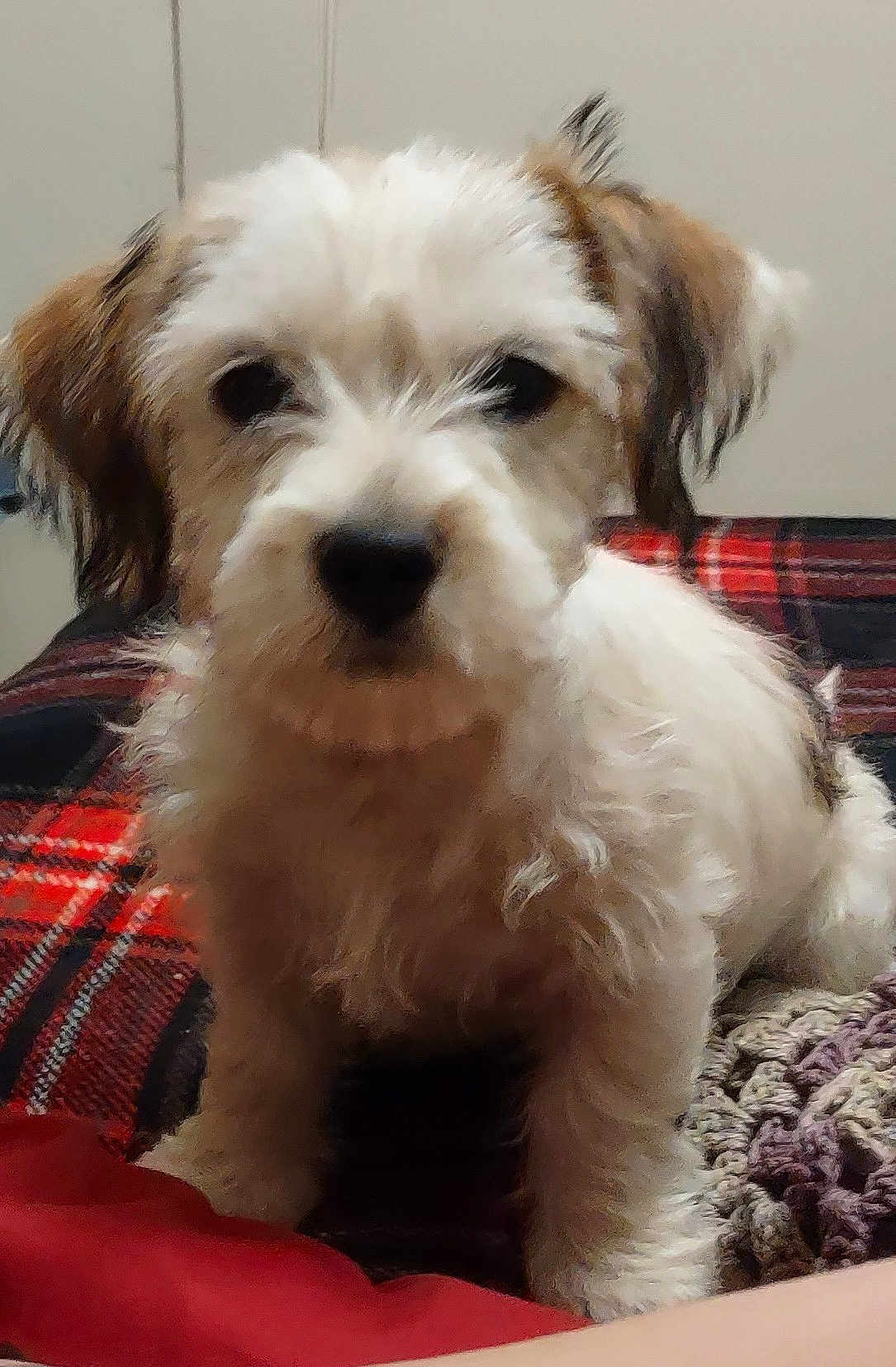 Tilly