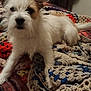 Mr.scruff joined the competition — help win amazing prizes! dog, white, tan, fluffy, blanket, crochet, bedspread, plaid, indoor, pet, fur, ears, lying_down, cozy, room, furniture, clothing, shoes, casual, domestic