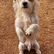 Mr.scruff joined the competition — help win amazing prizes! animal, background, brown, canine, closeup, curious, dog, ears, earth, eyes, fur, nature, nose, outdoor, paws, pet, portrait, scruffy, standing, white