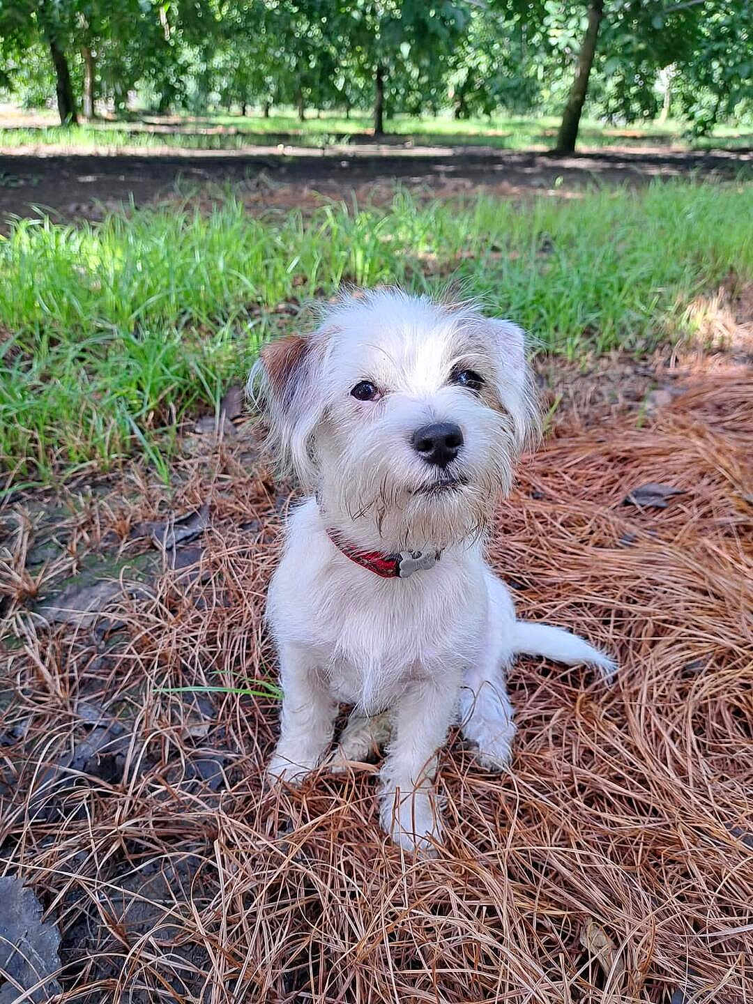 Mr.scruff