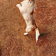 Mr.scruff joined the competition — help win amazing prizes! dog, small_dog, standing, hind_legs, fur, outdoor, ground, pine_needles, dirt, curious, ears, tail, animal, pet, nature, daylight, brown, white, canine, playful