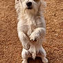 Mr.scruff is registered to the contest to win money with this photo: dog, animal, outdoor, dirt, standing, curious, fluffy, scruffy, pet, canine, brown, white, ears, eyes, nose, fur, ground, nature, playful, portrait
