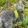 Bud joined the competition — help win amazing prizes! animal, autumn, cat, closeup, curious, foliage, forest_floor, fur, gray_cat, greenery, harness, leaves, mammal, nature, outdoor, pet, portrait, tail, whiskers, young_cat