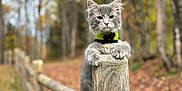 Bud is registered to the contest to win money with this photo: animal, autumn, blurred_background, cat, collar, cute, daylight, fence, forest, fur, gray_cat, leaves, nature, outdoor, paws, pet, tree, whiskers, wildlife, wooden_post