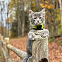 animal, autumn, blurred_background, cat, collar, cute, daylight, fence, forest, fur, gray_cat, leaves, nature, outdoor, paws, pet, tree, whiskers, wildlife, wooden_post