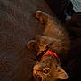 Bud is registered to the contest to win money with this photo: animal, carpet, cat, collar, cozy, curious, cute, dim_lighting, domestic, fur, indoor, kitten, lying_down, orange, pet, small, soft, texture, whiskers, young