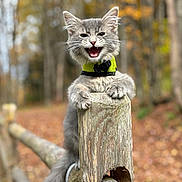 Bud is registered to the contest to win money with this photo: kitten, gray_fur, collar, wooden_fence, outdoor, autumn, leaves, trees, nature, playful, animal, cute, pet, feline, close_up, shallow_depth_of_field, happy, climbing, wood, forest