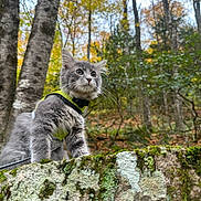Bud is registered to the contest to win money with this photo: adventure, animal, autumn, cat, curious, daylight, forest, fur, gray_cat, greenery, harness, leaves, moss, nature, outdoor, pet, stone_wall, trees, whiskers, wildlife