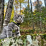 adventure, animal, autumn, cat, curious, daylight, forest, fur, gray_cat, greenery, harness, leaves, moss, nature, outdoor, pet, stone_wall, trees, whiskers, wildlife
