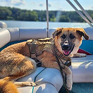 Bailey joined the competition — help win amazing prizes! dog, animal, pet, canine, boat, lake, water, outdoor, sunlight, harness, seat, nature, relaxing, summer, sky, trees, leisure, portrait, happy, daytime