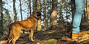 Bailey is registered to the contest to win money with this photo: animal, autumn, boots, brown, canine, daylight, dog, forest, ground, happy, jeans, leaves, nature, outdoor, person, pet, sunlight, trees, walking, woods