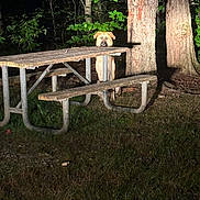Bailey is registered to the contest to win money with this photo: animal, bench, canine, curious, dark, dog, forest, grass, illuminated, metal, nature, night, outdoor, park, pet, picnic_table, rustic, shadow, trees, wood