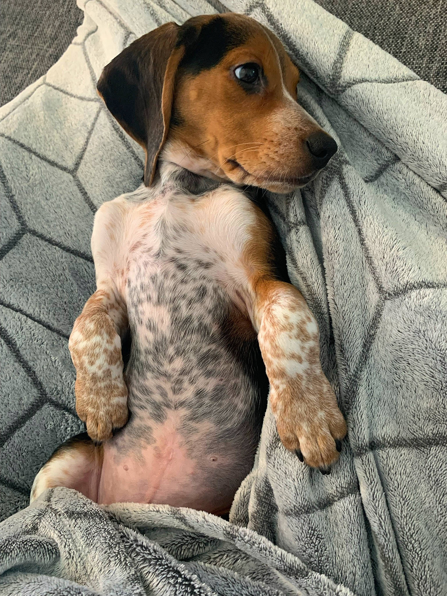 Oliver is registered to the contest to win money with this photo: ancient_dog_breeds, carnivore, comfort, companion_dog, dog, dog_breed, dog_supply, fawn, flooring, fur, hound, linens, liver, metal, pet_supply, scent_hound, sitting, toy_dog, whiskers, working_animal