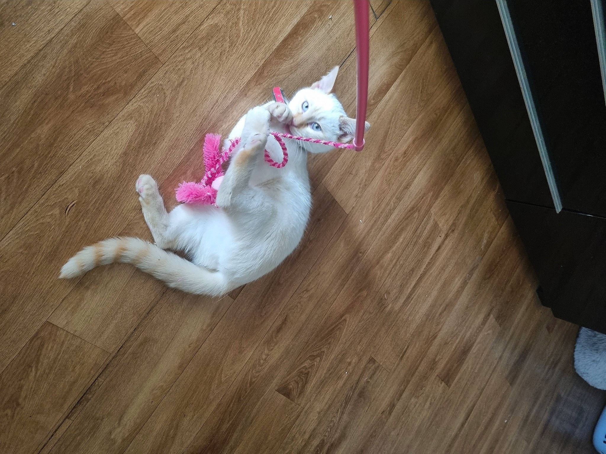 Loupé participe au concours pour gagner de l'argent avec cette photo : carnivore, comfort, companion_dog, dog_breed, fawn, felidae, floor, flooring, fur, hardwood, laminate_flooring, paw, small_to_medium_sized_cats, tail, toy, varnish, whiskers, wood, wood_flooring, wood_stain