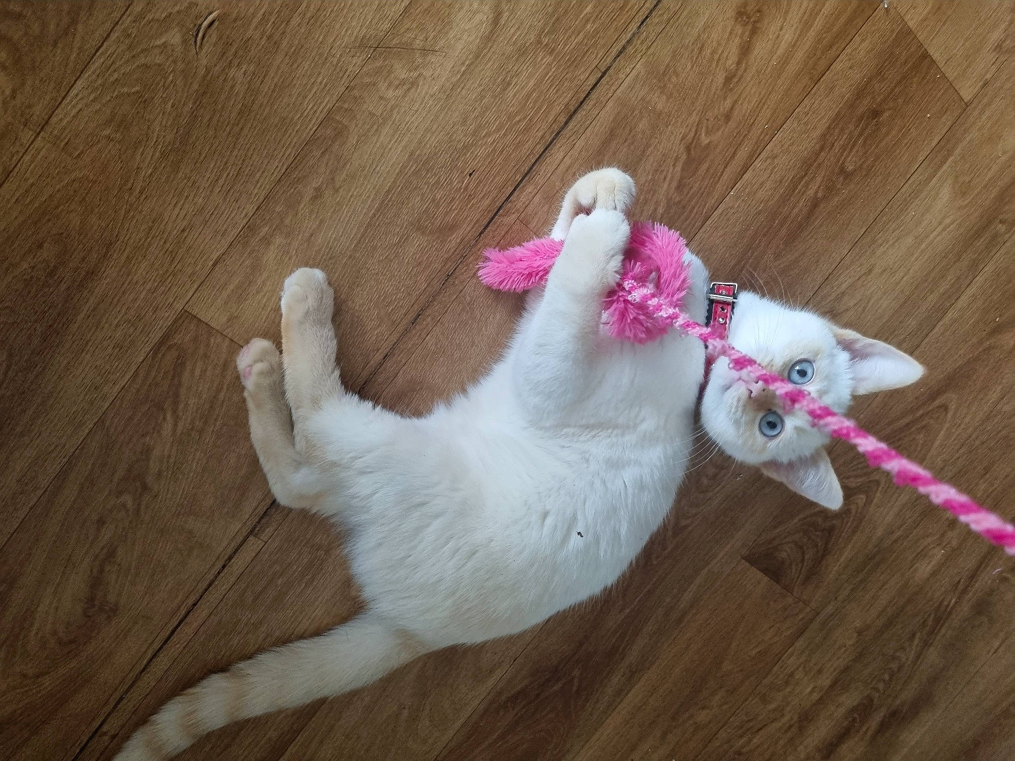 Loupé a rejoint le concours — aidez-le/la à gagner de superbes lots ! canidae, carnivore, cat, companion_dog, dog, dog_breed, fawn, felidae, flooring, foot, fur, hardwood, paw, small_to_medium_sized_cats, sporting_group, tail, whiskers, wood, wood_flooring, wool