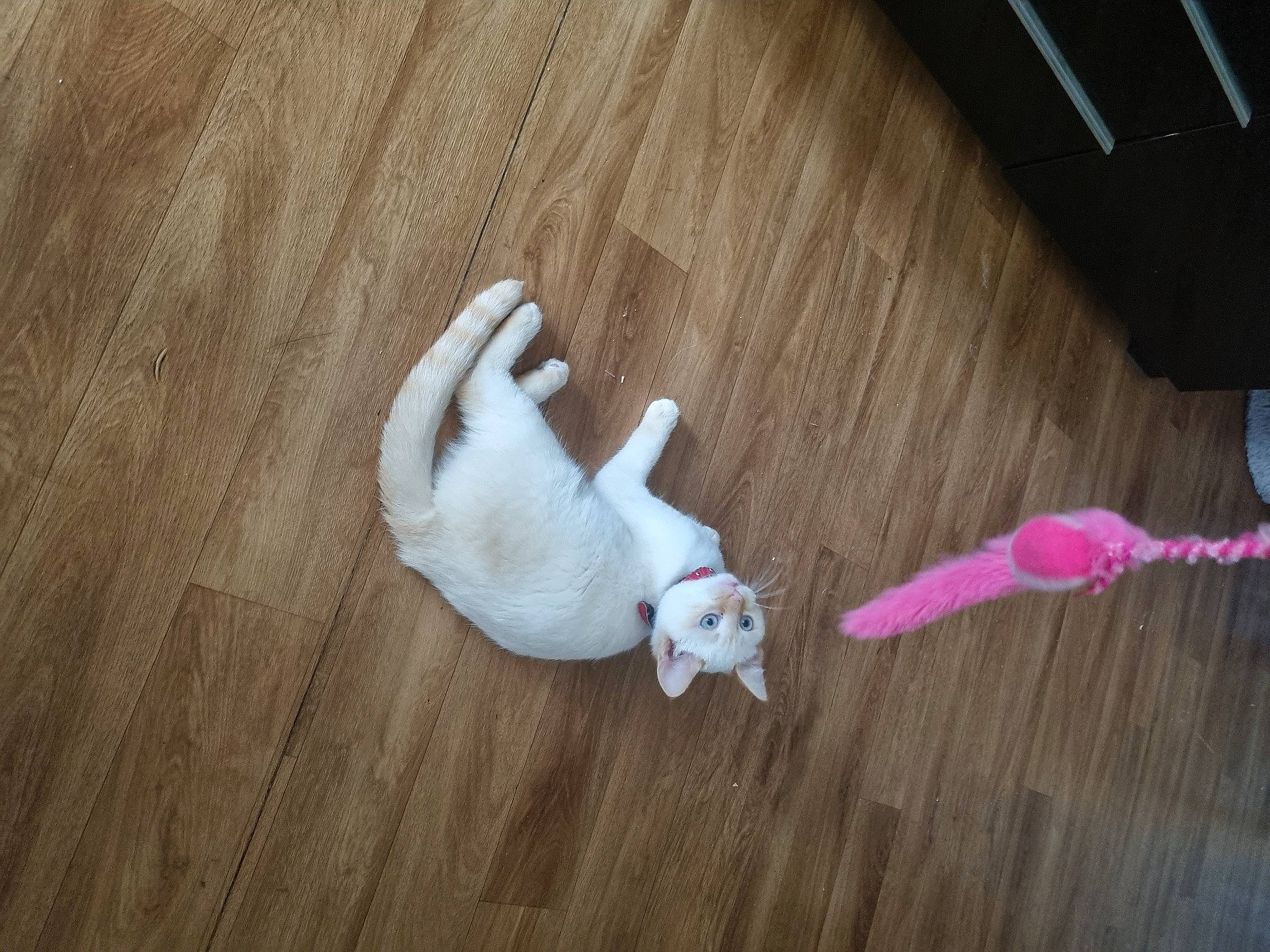 Loupé participe au concours pour gagner de l'argent avec cette photo : carnivore, cat, comfort, companion_dog, fawn, felidae, floor, flooring, fur, hardwood, laminate_flooring, mammal, small_to_medium_sized_cats, tail, toy, vertebrate, whiskers, wood, wood_flooring, wood_stain