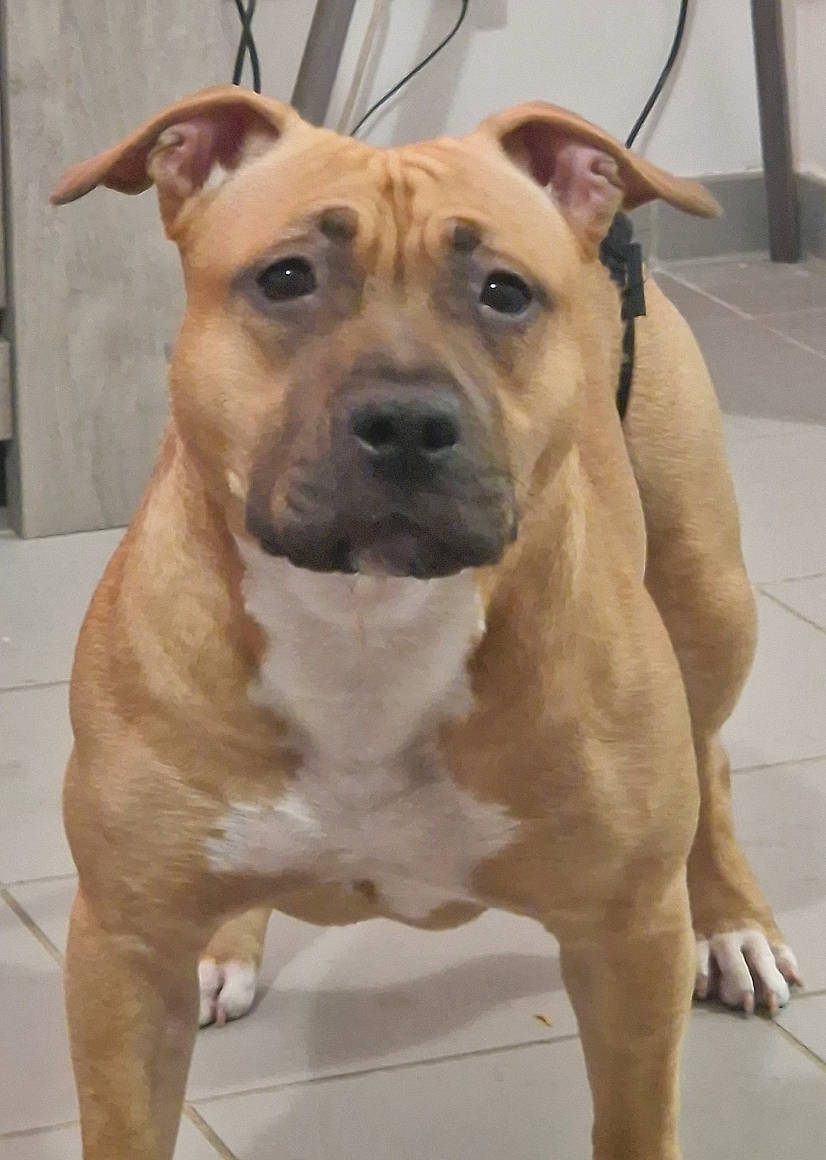 Upsie participe au concours pour gagner de l'argent avec cette photo : ancient_dog_breeds, carnivore, collar, companion_dog, dog, dog_breed, dog_collar, fawn, flooring, guard_dog, molosser, non_sporting_group, snout, sporting_group, tile_flooring, window, working_animal, working_dog, wrinkle