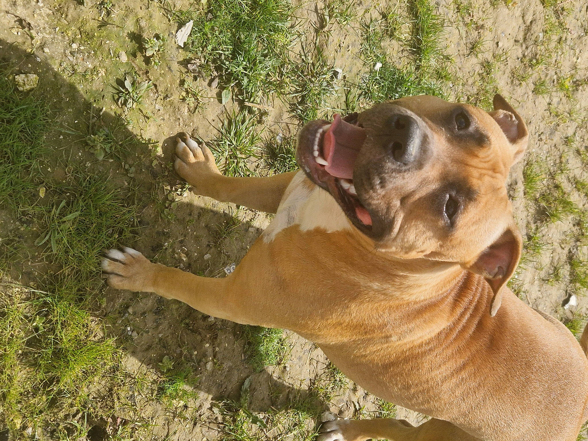 Upsie participe au concours pour gagner de l'argent avec cette photo : carnivore, cimarron_uruguayo, collar, companion_dog, dog, dog_breed, dog_collar, fawn, grass, guard_dog, liver, paw, plant, snout, soil, terrestrial_animal, whiskers, working_animal, working_dog, wrinkle