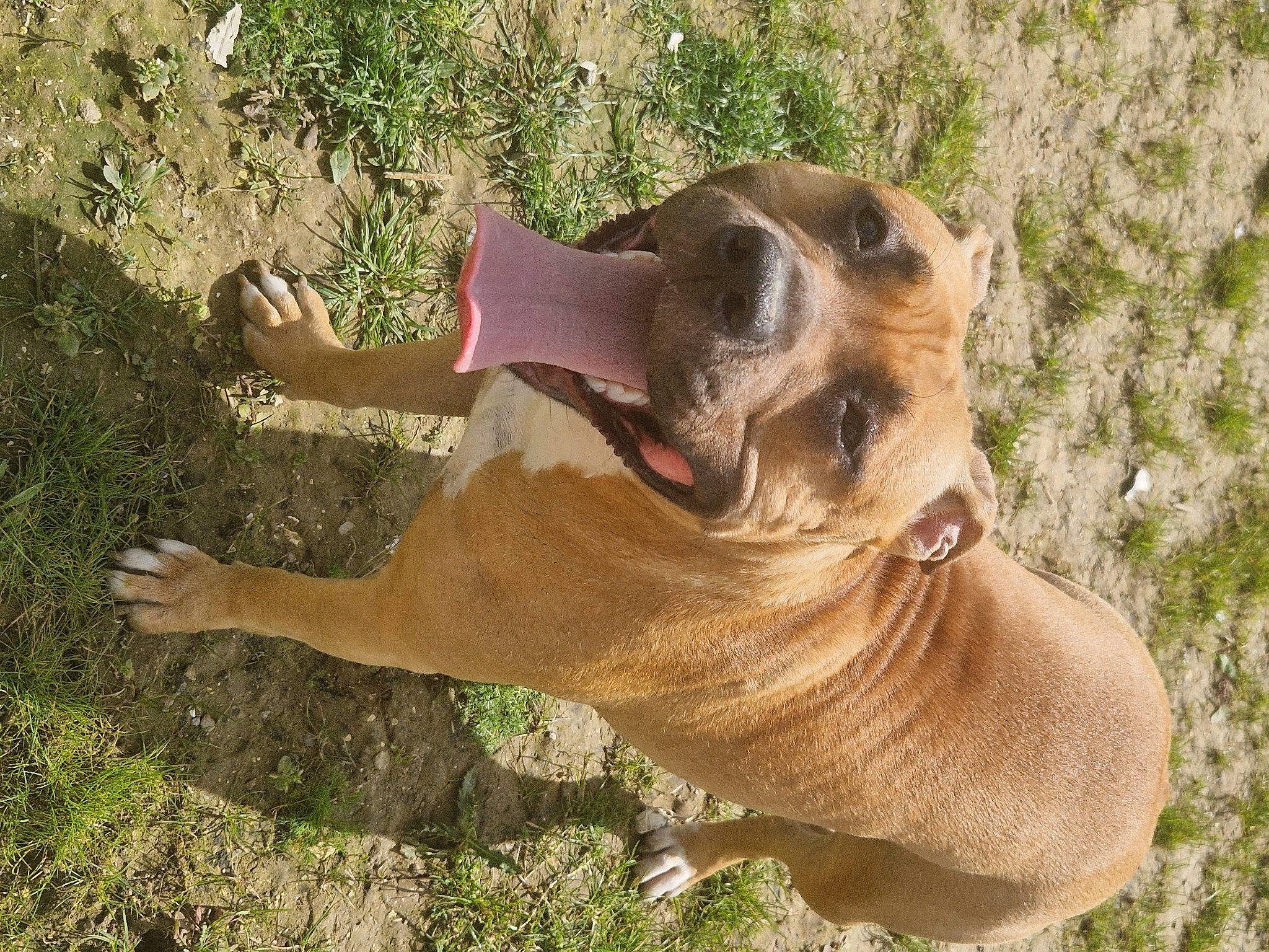 Upsie participe au concours pour gagner de l'argent avec cette photo : canidae, carnivore, collar, companion_dog, dog, dog_breed, dog_collar, dog_supply, fawn, grass, liver, paw, pet_supply, plant, snout, sporting_group, terrestrial_animal, whiskers, wildlife, working_animal