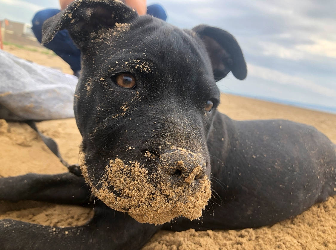 Ronnie is registered to the contest to win money with this photo: art, beach, canidae, carnivore, cloud, dog, dog_breed, fawn, guard_dog, landscape, non_sporting_group, rock, sky, snout, sporting_group, terrestrial_animal, whiskers, working_animal, working_dog