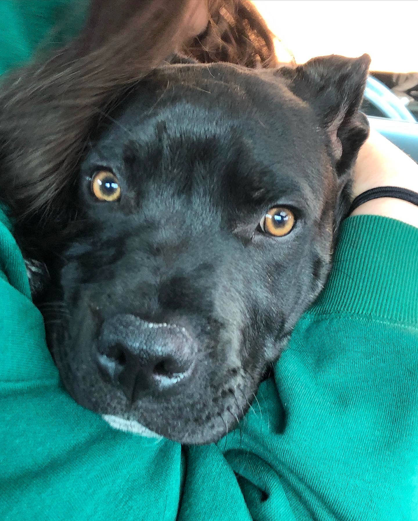 Ronnie is registered to the contest to win money with this photo: borador, canidae, carnivore, collar, companion_dog, dog, dog_breed, dog_collar, electric_blue, fawn, fur, green, guard_dog, gun_dog, liver, retriever, snout, sporting_group, whiskers, working_animal