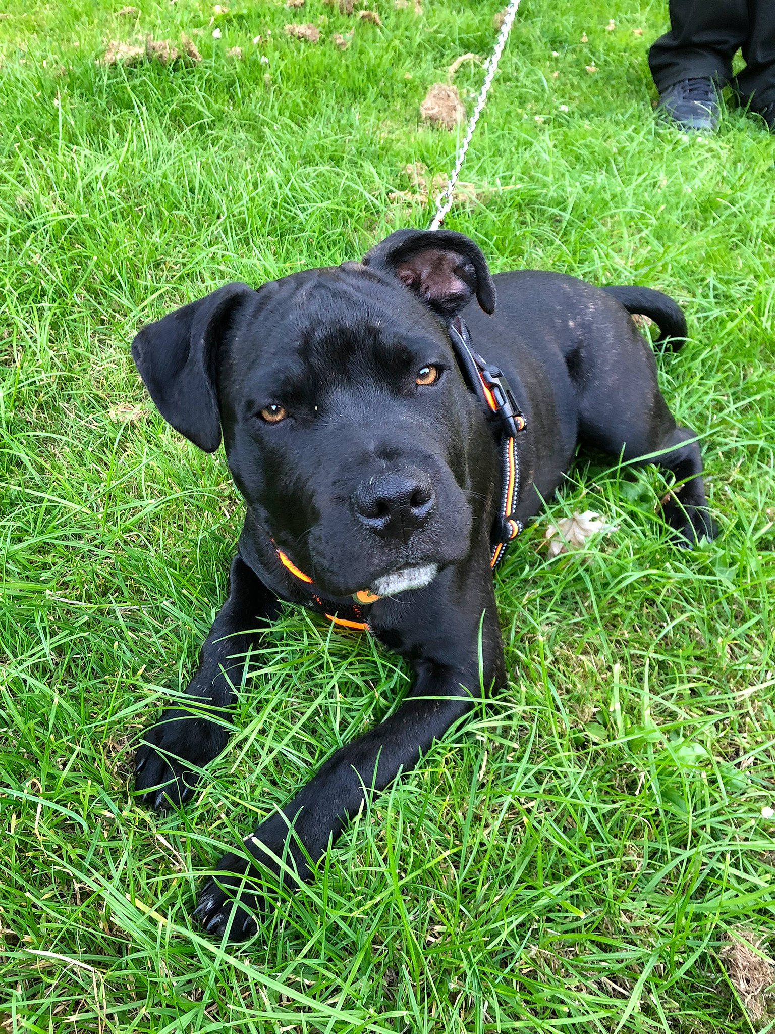 Ronnie joined the competition — help win amazing prizes! borador, carnivore, collar, companion_dog, dog, dog_breed, dog_collar, dog_supply, grass, grassland, groundcover, hunting_dog, leash, non_sporting_group, pet_supply, plant, sporting_group, terrestrial_animal, working_animal, working_dog