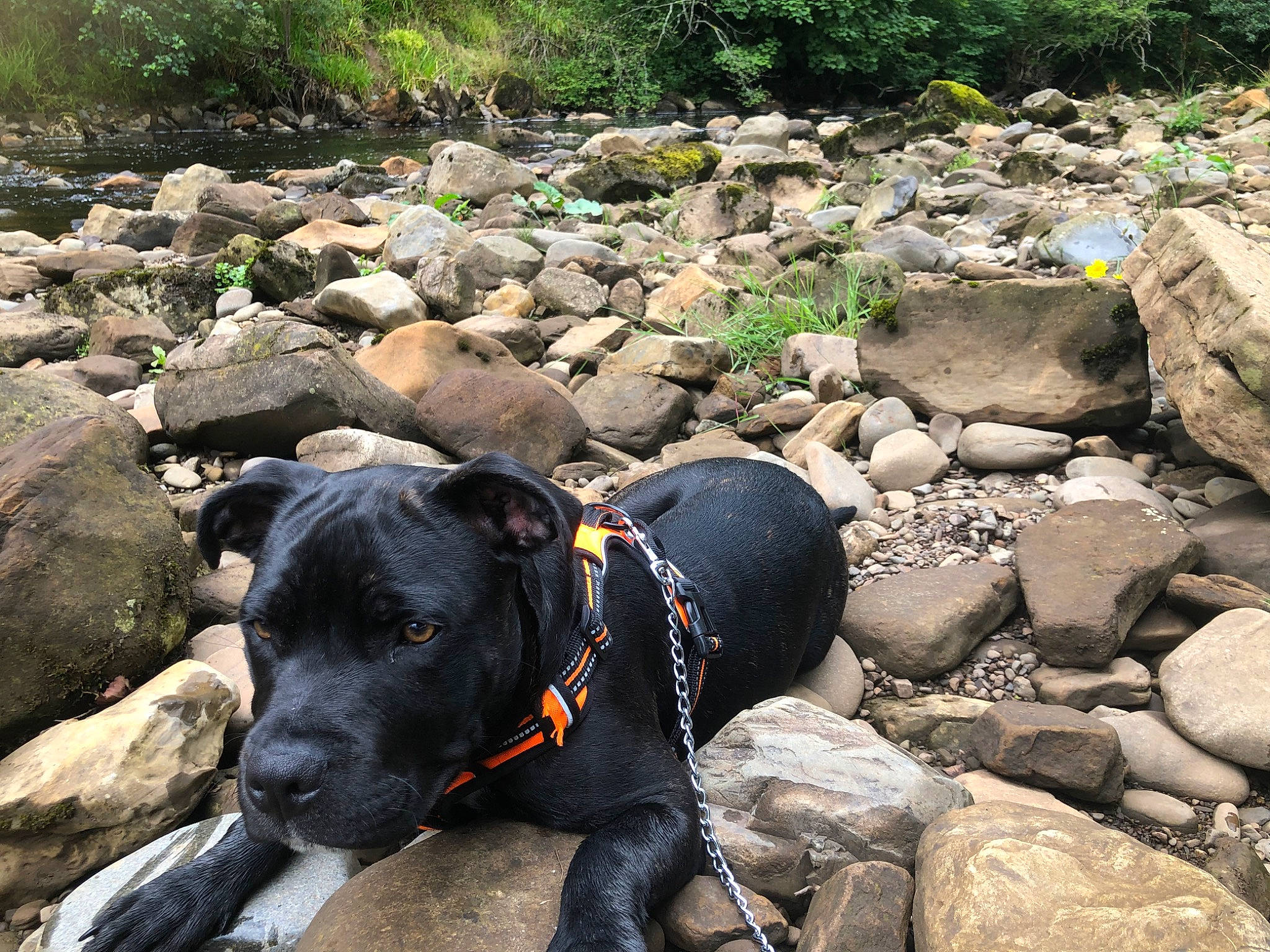 Ronnie is registered to the contest to win money with this photo: adventure, bedrock, carnivore, collar, dog, dog_breed, dog_collar, dog_hiking, dog_supply, fashion_accessory, fawn, guard_dog, landscape, leash, plant, recreation, rock, sporting_group, water, working_animal