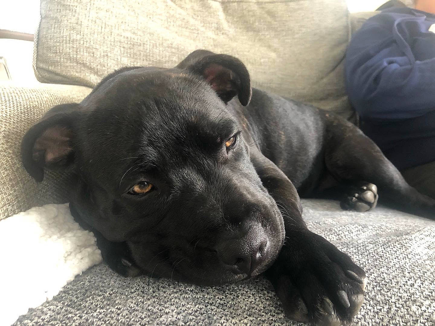 Ronnie is registered to the contest to win money with this photo: borador, canidae, carnivore, comfort, companion_dog, dog, dog_breed, eye, fawn, fur, grey, guard_dog, mammal, pointing_breed, retriever, sporting_group, terrestrial_animal, vertebrate, whiskers, working_animal