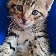 Horus participe au concours pour gagner de l'argent avec cette photo : kitten, cat, tabby, fur, whiskers, paws, close_up, pet, animal, cute, blue_background, feline, young, domestic_animal, soft, ears, eyes, indoor, snuggling, cozy