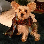 Sweat Pea is registered to the contest to win money with this photo: dog, small_dog, scarf, plaid, ears, fluffy, pet, indoor, bedroom, blanket, plant, framed_pictures, furniture, curious, alert, cozy, animal, domestic_animal, portrait, cute
