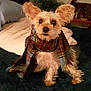dog, small_dog, scarf, plaid, ears, fluffy, pet, indoor, bedroom, blanket, plant, framed_pictures, furniture, curious, alert, cozy, animal, domestic_animal, portrait, cute