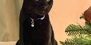 Artemis joined the competition — help win amazing prizes! black_cat, cat, pet, animal, indoor, couch, collar, bell, christmas_tree, ornaments, holiday, decor, furniture, curious, sitting, feline, closeup, domestic_cat, home, cozy