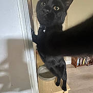 Artemis is registered to the contest to win money with this photo: black_cat, cat, pet, indoor, table, wooden_table, bowl, feline, animal, curious, paw, household, furniture, bookshelf, domestic_cat, close_up, looking, mischievous, collar, home_interior