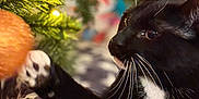Athena is registered to the contest to win money with this photo: cat, black_and_white_cat, paw, christmas_tree, ornament, holiday, festive_lights, greenery, curious, indoor, close_up, whiskers, pet, feline, decorations, soft_focus, warm_lighting, celebration, animal, cute