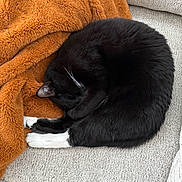 Athena is registered to the contest to win money with this photo: animal, black_cat, blanket, cat, comfort, couch, cozy, curled_up, cute, feline, fur, home, indoor, nap, pet, relaxation, resting, sleeping, whiskers, white_paws