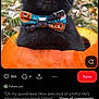 Athena joined the competition — help win amazing prizes! black_cat, cat, animal, pet, bow_tie, halloween, pumpkin, outdoor, forest, autumn, cute, tongue_out, whiskers, feline, nature, holiday, costume, playful, close_up, seasonal