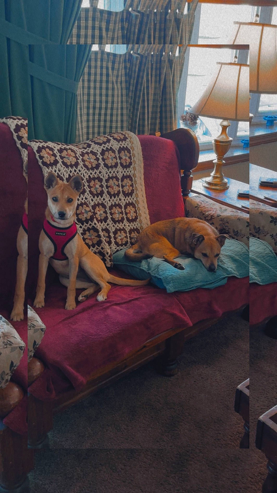 Sadie joined the competition — help win amazing prizes! carnivore, comfort, companion_dog, couch, curtain, dog, dog_breed, fawn, floor, flooring, furniture, hardwood, interior_design, living_room, mammal, room, table, textile, window, wood