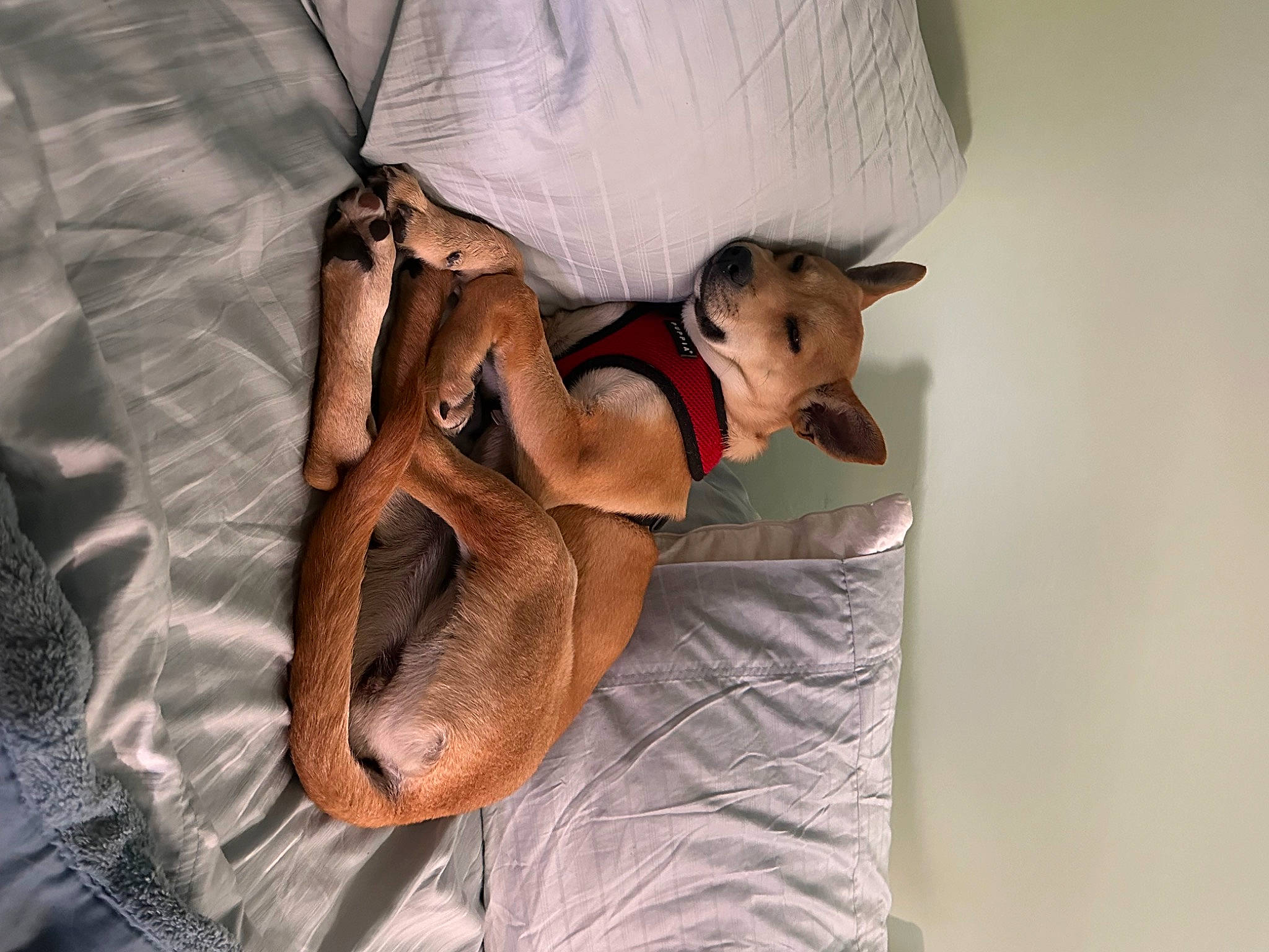 Sadie joined the competition — help win amazing prizes! canidae, carnivore, chest, comfort, companion_dog, dog_breed, elbow, fawn, foot, fur, human_leg, knee, leg, linens, python, reptile, serpent, sporting_group, thigh, trunk